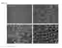 Fig. 07 - Nanostructure network and method of fabricating the same