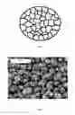 Fig. 02 - High rate lithium cobalt oxide positive electrode material and manufacturing method thereof
