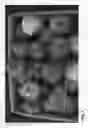 Fig. 02 - Apple Tree Named 'NY56'