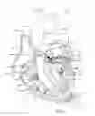 Fig. 02 - Non-invasive heart valve screening device and method