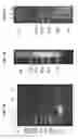 Fig. 06 - NUCLEIC ACID NANOCAGES, COMPOSITIONS, AND USES THEREOF