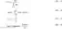 Fig. 02 - Liquid pharmaceutical compositions comprising SGLT-2 inhibitors