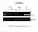 Fig. 02 - Pharmaceutical combination comprising LSZ102 and ribociclib