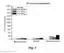 Fig. 08 - ANTICONVULSANT ACTIVITY OF STEROIDS