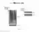 Fig. 02 - MANIPULATION OF EIF3 TO MODULATE REPEAT ASSOCIATED NON-ATG (RAN) TRANSLATION
