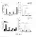 Fig. 08 - Method for generating progenitor t cells from stem and/or progenitor cells and use of same