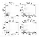 Fig. 06 - Enhanced reconstitution and autoreconstitution of the hematopoietic compartment