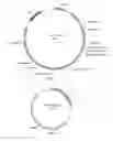 Fig. 02 - Microbial production of pure single stranded nucleic acids