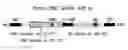 Fig. 01 - Oncolytic viruses targeting STAT3