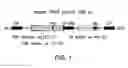 Fig. 02 - Oncolytic viruses targeting STAT3