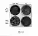 Fig. 06 - Oncolytic viruses targeting STAT3