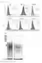 Fig. 08 - ANTIOXIDANT COMPOSITION COMPRISING SARGASSUM SERRATIFOLIUM EXTRACT OR FRACTION THEREOF AS ACTIVE INGREDIENT