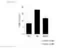 Fig. 08 - Ecklonia cava extract and a pharmaceutical composition for preventing or treating vascular diseases comprising the same as an active ingredient