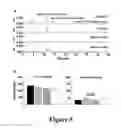Fig. 06 - VIRAL VECTORS COMPRISING RDH12 CODING REGIONS AND METHODS OF TREATING RETINAL DYSTROPHIES