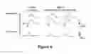 Fig. 07 - VIRAL VECTORS COMPRISING RDH12 CODING REGIONS AND METHODS OF TREATING RETINAL DYSTROPHIES