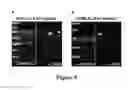 Fig. 10 - VIRAL VECTORS COMPRISING RDH12 CODING REGIONS AND METHODS OF TREATING RETINAL DYSTROPHIES