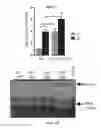 Fig. 07 - Compositions and methods for selective inhibition of grainyhead-like protein expression