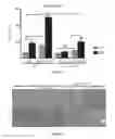 Fig. 09 - Compositions and methods for selective inhibition of grainyhead-like protein expression