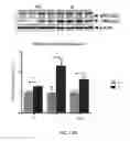 Fig. 43 - Compositions and methods for selective inhibition of grainyhead-like protein expression