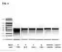 Fig. 06 - FORMULATION AND DELIVERY OF MODIFIED NUCLEOSIDE, NUCLEOTIDE, AND NUCLEIC ACID COMPOSITIONS