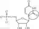 Fig. 92 - FORMULATION AND DELIVERY OF MODIFIED NUCLEOSIDE, NUCLEOTIDE, AND NUCLEIC ACID COMPOSITIONS
