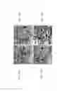 Fig. 19 - SCAFFOLDS FABRICATED FROM ELECTROSPUN DECELLULARIZED EXTRACELLULAR MATRIX