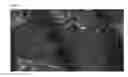 Fig. 05 - Muscle cell patches and uses therefor