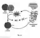 Fig. 02 - Reactive oxygen species-sensitive nitric oxide synthase inhibitors for the treatment of ischemic stroke