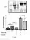 Fig. 49 - Reactive oxygen species-sensitive nitric oxide synthase inhibitors for the treatment of ischemic stroke