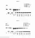 Fig. 06 - ASYMMETRIC CONJUGATE COMPOUNDS
