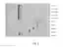 Fig. 06 - Methods for purification of messenger RNA
