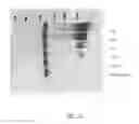 Fig. 22 - Methods for purification of messenger RNA
