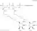 Fig. 43 - Trityl-mono-GalNAc compounds and their use