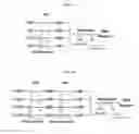 Fig. 03 - Methods and compositions for nucleoside triphosphate and ribonucleic acid production