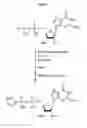 Fig. 04 - Compositions and methods for synthesizing 5′-Capped RNAs