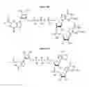 Fig. 08 - Compositions and methods for synthesizing 5′-Capped RNAs
