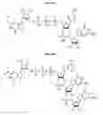 Fig. 10 - Compositions and methods for synthesizing 5′-Capped RNAs