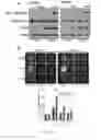Fig. 22 - Methods of treating cancers with CT45 targeted therapies
