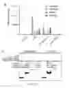 Fig. 44 - Methods of treating cancers with CT45 targeted therapies