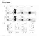 Fig. 09 - Depletion of plasmacytoid dendritic cells
