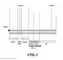 Fig. 02 - Antibodies to MASP-2