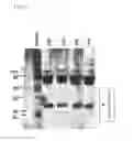 Fig. 07 - Antibodies to MASP-2
