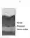 Fig. 04 - Metallic luster pigments