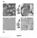 Fig. 08 - Autonomic damage indication in coatings