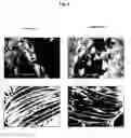 Fig. 05 - SILK PROTEIN COATINGS