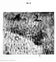 Fig. 09 - SILK PROTEIN COATINGS