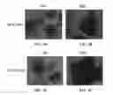 Fig. 06 - THREE-DIMENSIONAL CULTURE DEVICE AND METHODS FOR DYNAMIC CULTURE OF CELL AGGREGATES