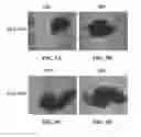 Fig. 07 - THREE-DIMENSIONAL CULTURE DEVICE AND METHODS FOR DYNAMIC CULTURE OF CELL AGGREGATES
