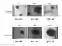 Fig. 08 - THREE-DIMENSIONAL CULTURE DEVICE AND METHODS FOR DYNAMIC CULTURE OF CELL AGGREGATES