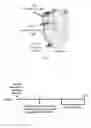 Fig. 06 - Uses of epithelial-to-mesenchymal inhibitors in generating pacemaker cells